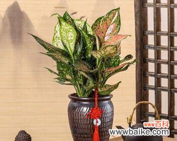 美丽的寿木 象征长寿吉祥如意的植物