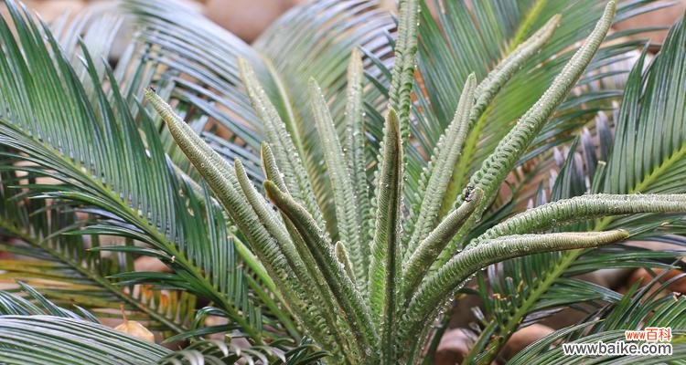 探寻象征长寿的植物之谜 长寿植物之神奇力量