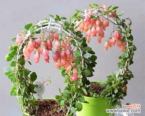 探寻象征长寿的植物之谜 长寿植物之神奇力量