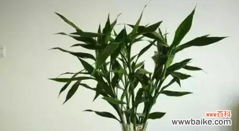 探索财运之道 植物象征财运的奇妙力量