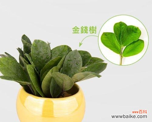 探索财运之道 植物象征财运的奇妙力量