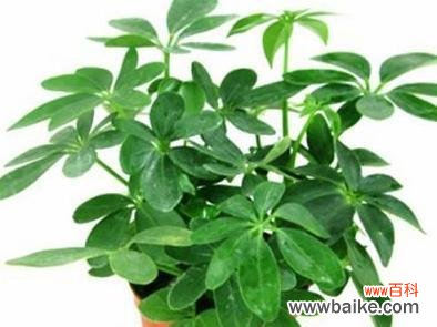 探索财运之道 植物象征财运的奇妙力量