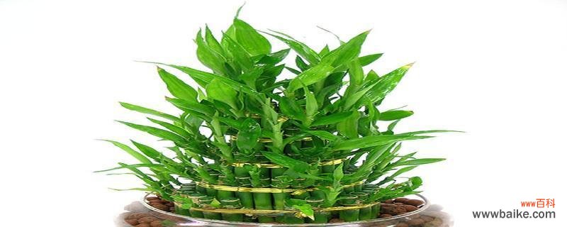 财富植物的神奇力量与象征意义 财富象征的植物