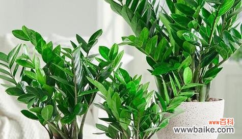 财富植物的神奇力量与象征意义 财富象征的植物