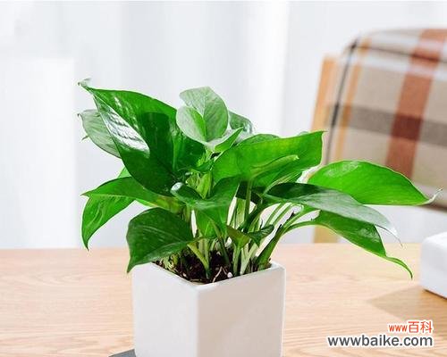 财富植物的神奇力量与象征意义 财富象征的植物