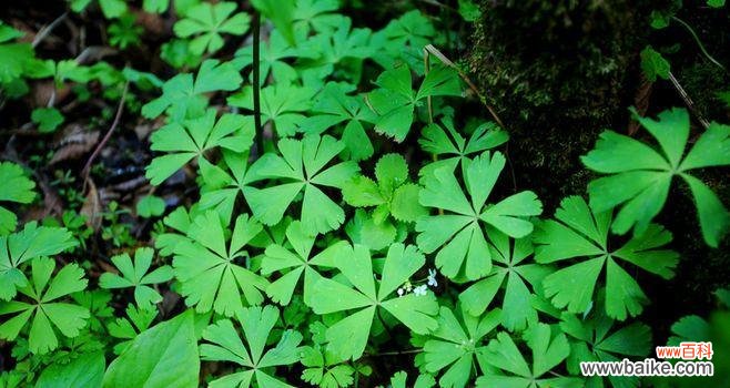 探索植物王国中代表勇敢和独立的品种 勇敢与独立