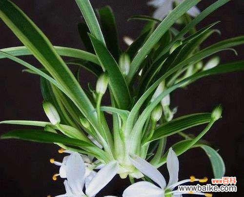 追寻植物世界中的纯净之美 纯洁之美