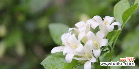 追寻植物世界中的纯净之美 纯洁之美