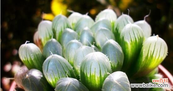 追寻植物世界中的纯净之美 纯洁之美