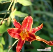 父爱如植物般深沉而坚定 以象征父爱的植物为主题的文章