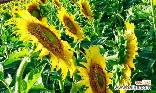 探索植物世界中的积极向上之美 积极向上的植物，给你正能量