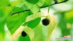 以植物为媒介 和平之花