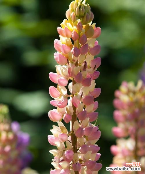 以植物为媒介 和平之花