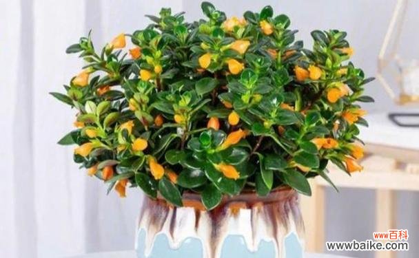 寻找财富和幸福的绿色宝藏 招财进宝,吉祥如意