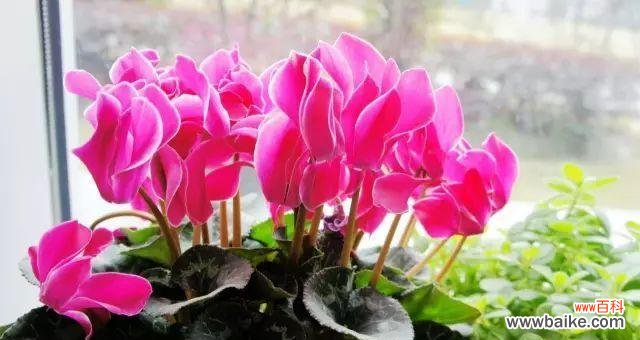 寻找财富和幸福的绿色宝藏 招财进宝,吉祥如意