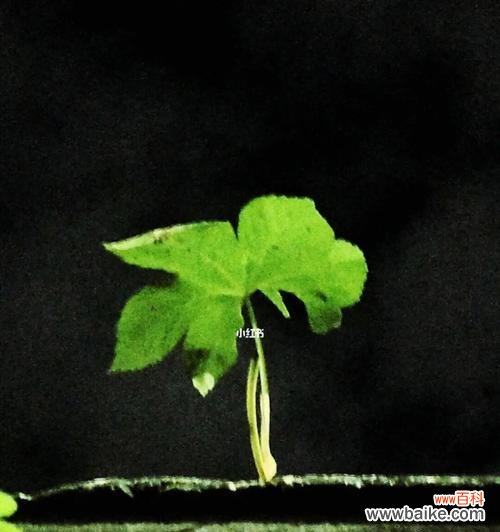 从花朵到荒漠 孤独之花