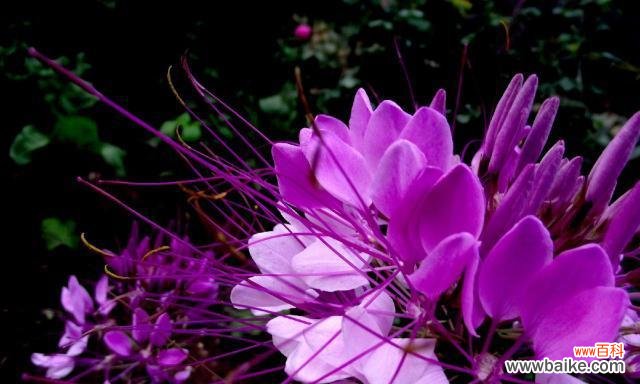 从花朵到荒漠 孤独之花