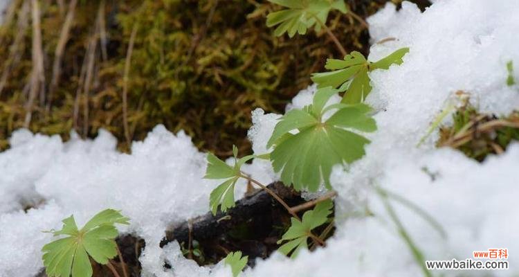 从花朵到荒漠 孤独之花