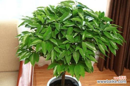 揭秘象征吉祥富贵的15种植物及其寓意 富贵吉祥之植物宝库