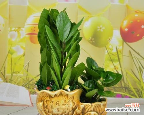 揭秘象征吉祥富贵的15种植物及其寓意 富贵吉祥之植物宝库