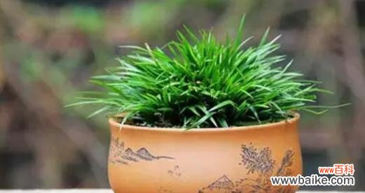 力量源泉——生命的奇迹 象征坚韧不拔的植物