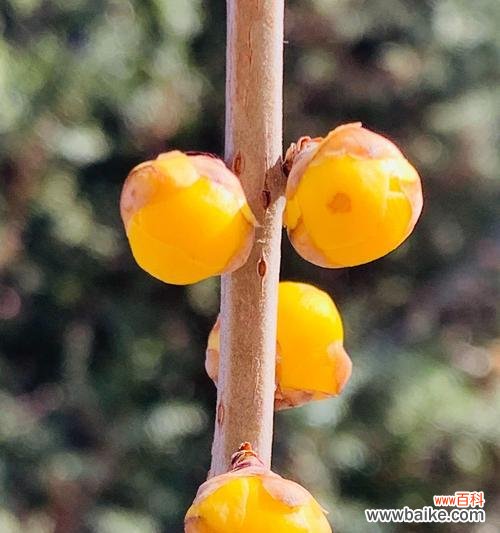 力量源泉——生命的奇迹 象征坚韧不拔的植物