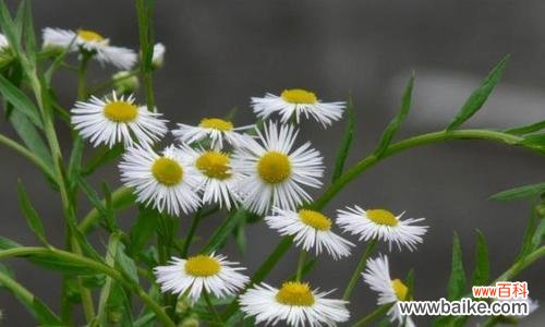 力量源泉——生命的奇迹 象征坚韧不拔的植物