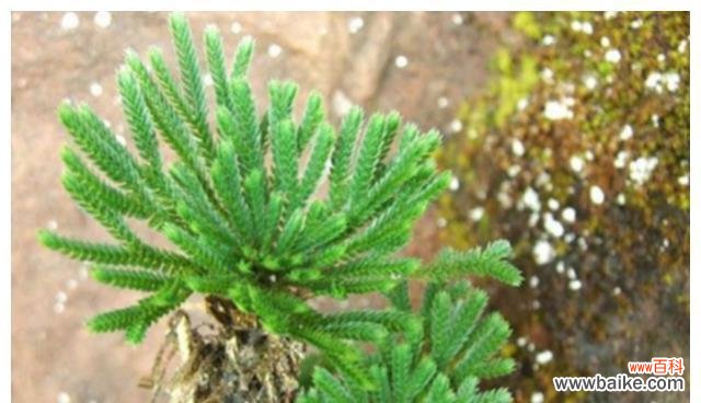 探索自然中的力量与希望 象征坚强的植物