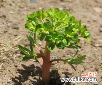 探索自然中的力量与希望 象征坚强的植物