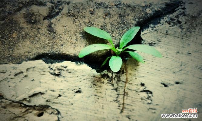 探索自然中的力量与希望 象征坚强的植物
