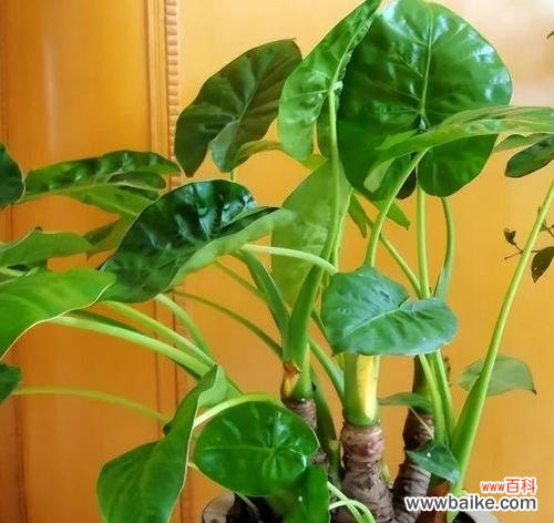 品格花园 以象征廉洁的植物为主题的文章