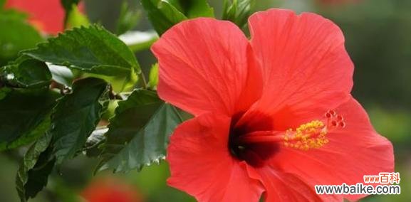 以花为切入点 善良之花