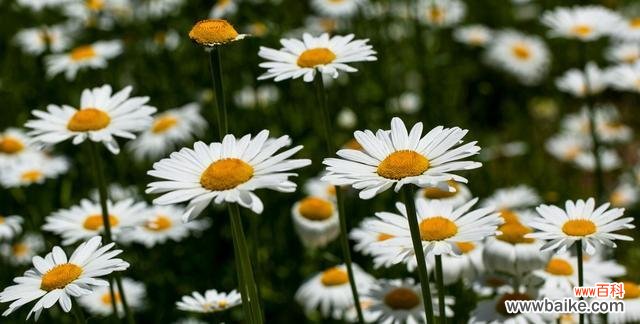 以花为切入点 善良之花