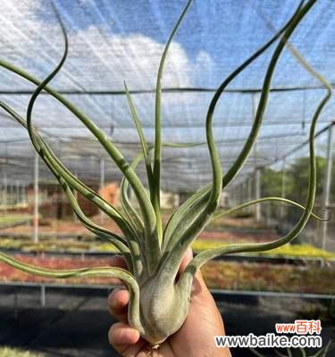 寄托情感 老年人的象征植物——伴随岁月的静谧之美