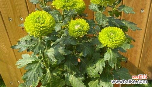 以自然之姿显君子品质 植物中的君子之象