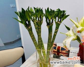 揭示成功与荣耀之道 以象征金榜题名的植物