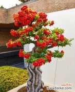 揭示成功与荣耀之道 以象征金榜题名的植物