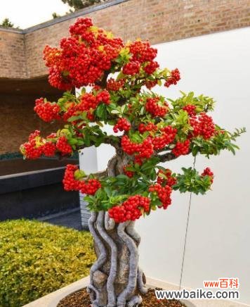 揭示成功与荣耀之道 以象征金榜题名的植物