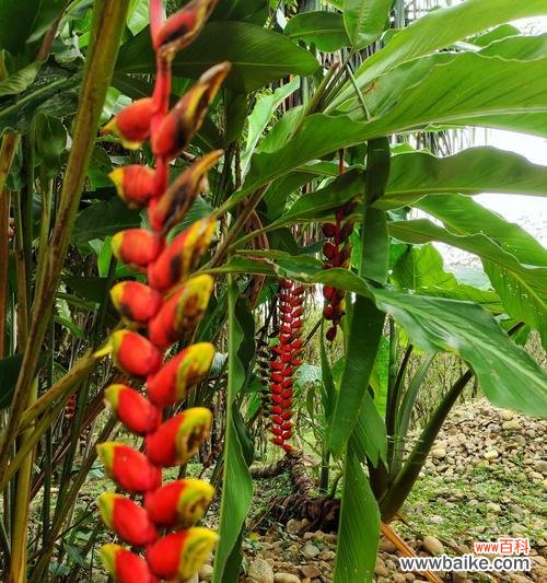 揭示成功与荣耀之道 以象征金榜题名的植物