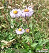 带你了解生命力旺盛的植物之美 象征节节高升的植物
