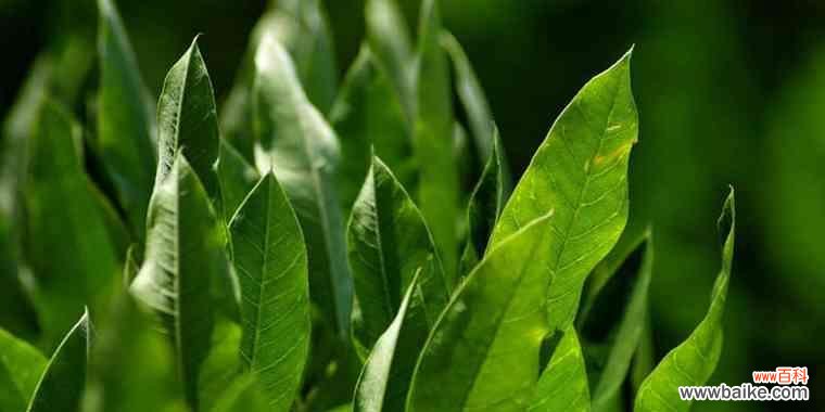 探索努力与奋斗的植物世界 奋斗的力量——植物中的象征