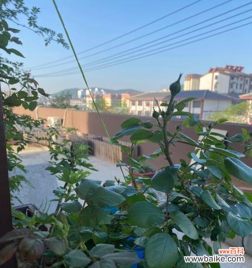 探索努力与奋斗的植物世界 奋斗的力量——植物中的象征