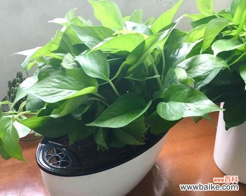 希望之花在人生道路上绽放的奇迹 生长梦想