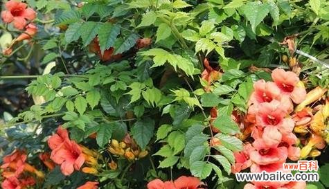 表达亲情的植物与情感 以植物象征亲情的意义