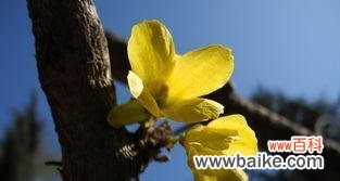 探寻植物中的不凡力量 平凡之美——植物的象征