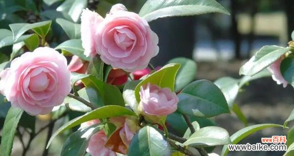 探寻植物中的不凡力量 平凡之美——植物的象征