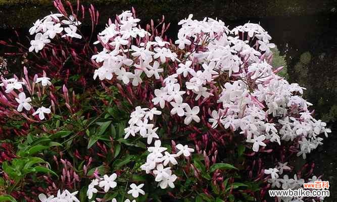 探寻植物中的不凡力量 平凡之美——植物的象征