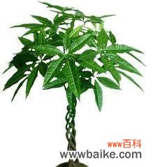 以花朵 植物的象征女性的力量