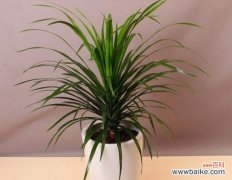 揭示植物中的无私奉献精神 植物中的舍己为人之象征