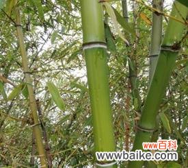 探索植物中的廉洁品质 以象征清廉的植物为主题的文章